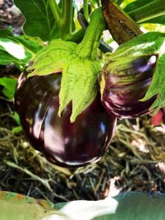 Eggplant1 Eggplant1