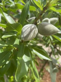 almond tree almond tree