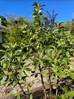 almond tree 2 almond tree 2