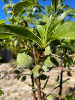 almond tree 3 almond tree 3