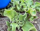 Iceplant 