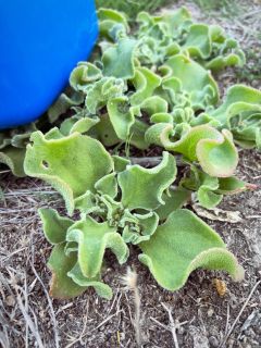 Iceplant 