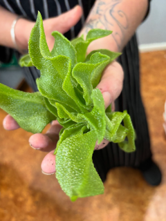 Iceplant from the front garden
