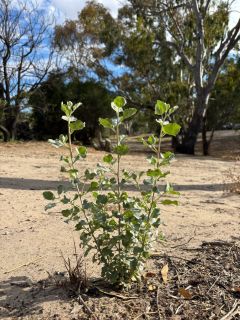 Saltbush selfseeded
