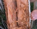 bark
