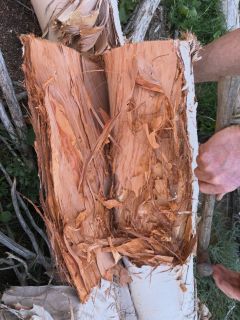 bark
