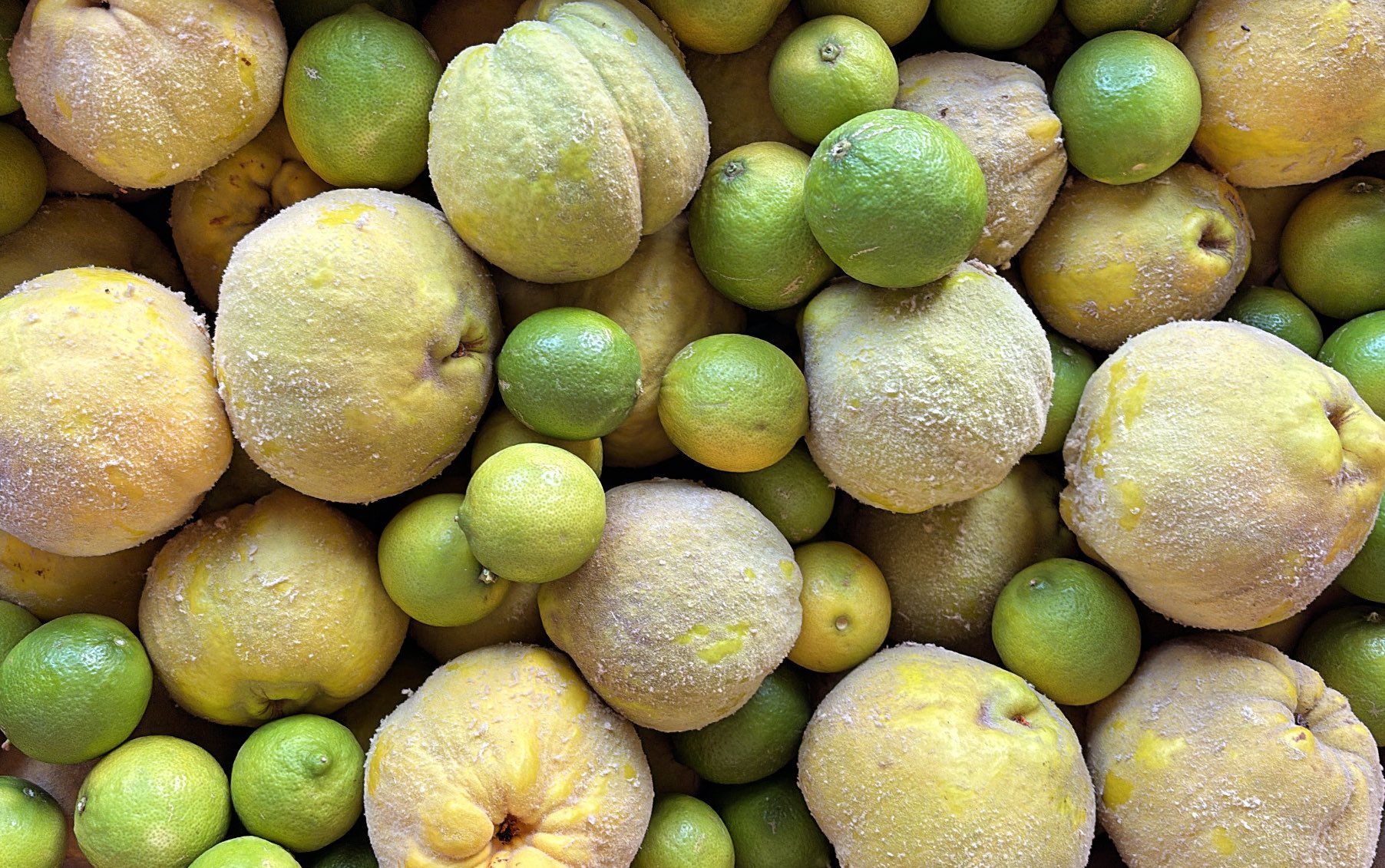 To Quince or Not to Quince? How one beautiful fruit stole the show this season